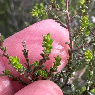 Kunzea parvifolia (Violet Kunzea) at Yarralumla, ACT - 13 Oct 2024 by lbradley