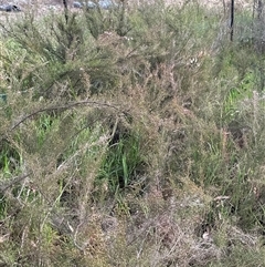 Kunzea parvifolia at Yarralumla, ACT - 13 Oct 2024 05:56 PM