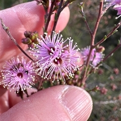 Kunzea parvifolia at Yarralumla, ACT - 13 Oct 2024 05:56 PM