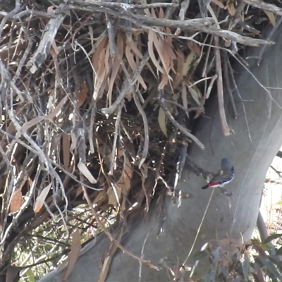 Stagonopleura guttata (Diamond Firetail) at Kambah, ACT - 10 Oct 2024 by HelenCross