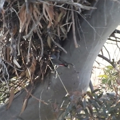 Stagonopleura guttata at Kambah, ACT - suppressed