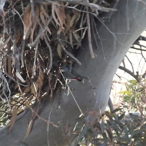 Stagonopleura guttata at Kambah, ACT - suppressed