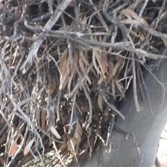 Stagonopleura guttata at Kambah, ACT - suppressed