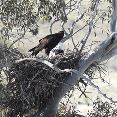 Stagonopleura guttata at Kambah, ACT - suppressed