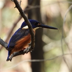 Ceyx azureus (Azure Kingfisher) at Paddys River, ACT - 13 Oct 2024 by LineMarie