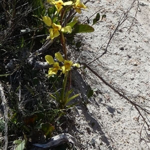 Diuris amabilis at Borough, NSW - 11 Oct 2024