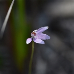 Caladenia carnea (Pink Fingers) at Wonboyn, NSW - 12 Oct 2024 by Venture