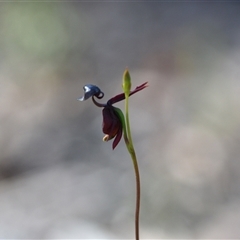 Caleana major (Large Duck Orchid) at Wonboyn, NSW - 12 Oct 2024 by Venture