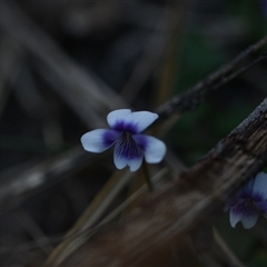 Viola sp. (Violet) at Edrom, NSW - 12 Oct 2024 by Venture
