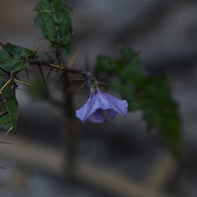 Solanum (genus) (Nightshades, soda apples, devils apples) at Edrom, NSW - 12 Oct 2024 by Venture
