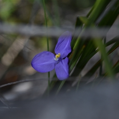 Patersonia (genus) at Edrom, NSW - 12 Oct 2024 by Venture