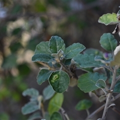 Olearia tomentosa (Toothed Daisy Bush) at Edrom, NSW - 12 Oct 2024 by Venture