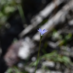 Wahlenbergia luteola (Yellowish Bluebell) at Edrom, NSW - 12 Oct 2024 by Venture