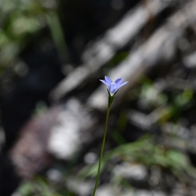 Wahlenbergia luteola (Yellowish Bluebell) at Edrom, NSW - 12 Oct 2024 by Venture