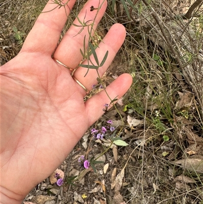 Glycine clandestina (Twining Glycine) at Aranda, ACT - 13 Oct 2024 by lbradley