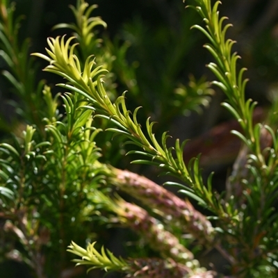 Melaleuca armillaris subsp. armillaris (Giant Honey-myrtle) at Edrom, NSW - 12 Oct 2024 by Venture