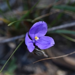 Patersonia (genus) at Kiah, NSW - 12 Oct 2024 by Venture