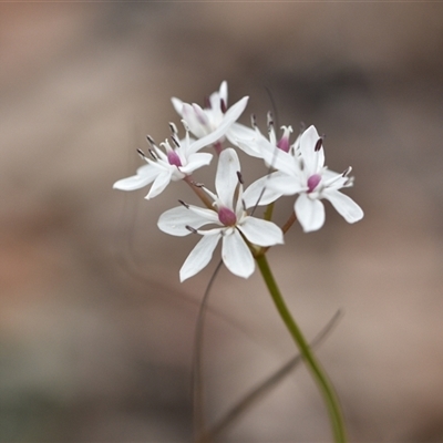 Burchardia umbellata (Milkmaids) at Wonboyn, NSW - 11 Oct 2024 by Venture