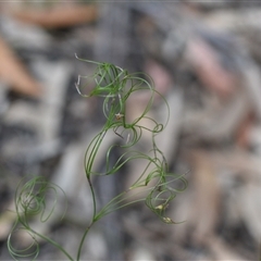 Caustis flexuosa (Curly Wigs) at Wonboyn, NSW - 11 Oct 2024 by Venture