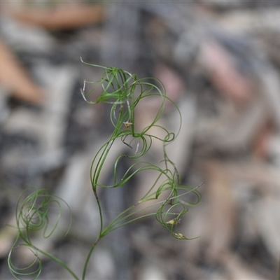 Caustis flexuosa (Curly Wigs) at Wonboyn, NSW - 11 Oct 2024 by Venture
