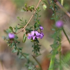 Tetratheca (genus) at Wonboyn, NSW - 11 Oct 2024 by Venture