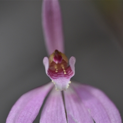 Caladenia carnea (Pink Fingers) at Wonboyn, NSW - 10 Oct 2024 by Venture