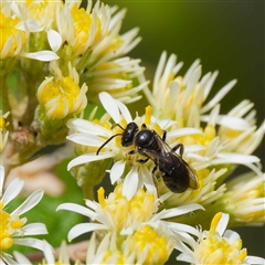 Apiformes (informal group) (Unidentified bee) at Cotter River, ACT - 11 Oct 2024 by DPRees125