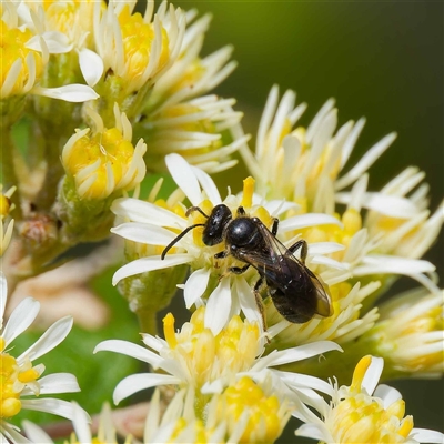 Apiformes (informal group) (Unidentified bee) at Cotter River, ACT - 11 Oct 2024 by DPRees125