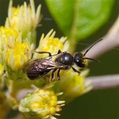 Apiformes (informal group) at Cotter River, ACT - 11 Oct 2024 11:10 AM