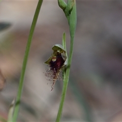 Calochilus platychilus at Aranda, ACT - 8 Oct 2024