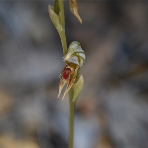 Oligochaetochilus aciculiformis at Bruce, ACT - suppressed