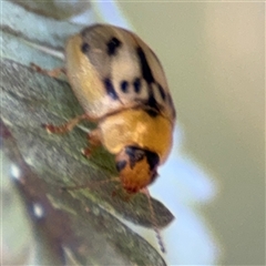 Peltoschema hamadryas at Dickson, ACT - 13 Oct 2024 02:35 PM