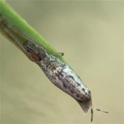 Tetragnatha demissa (Tetragnatha demissa) at Dickson, ACT - 13 Oct 2024 by Hejor1