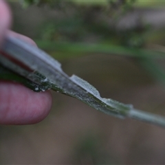 Senecio phelleus (Rock Fireweed) at Aranda, ACT - 8 Oct 2024 by Venture