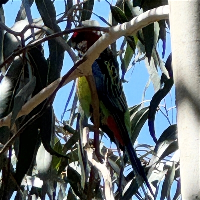 Platycercus eximius (Eastern Rosella) at Dickson, ACT - 13 Oct 2024 by Hejor1