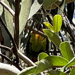 Platycercus eximius at Dickson, ACT - 13 Oct 2024