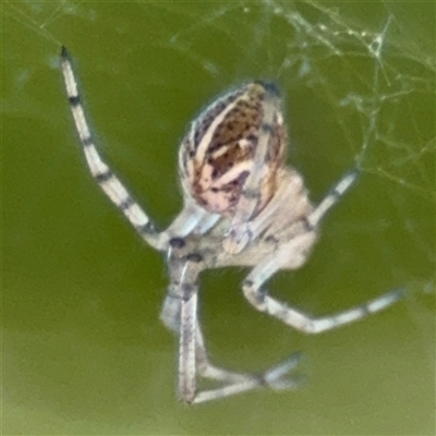 Parasteatoda sp. (genus) (A comb-footed spider) at Dickson, ACT - 13 Oct 2024 by Hejor1