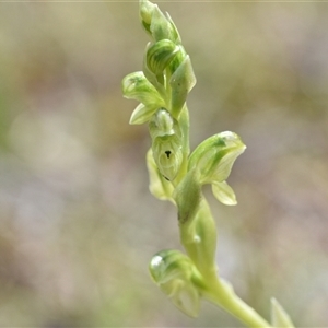 Hymenochilus cycnocephalus at Yarralumla, ACT - 8 Oct 2024