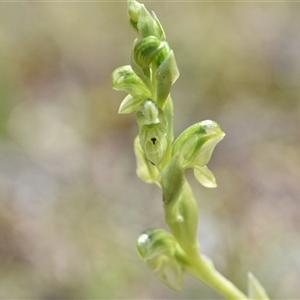 Hymenochilus cycnocephalus at Yarralumla, ACT - suppressed