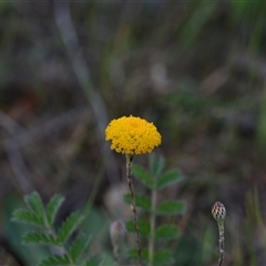 Leptorhynchos squamatus subsp. squamatus (Scaly Buttons) at Yarralumla, ACT - 8 Oct 2024 by Venture