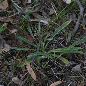 Craspedia variabilis at Yarralumla, ACT - suppressed