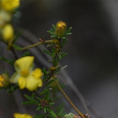 Hibbertia calycina (Lesser Guinea-flower) at Yarralumla, ACT - 8 Oct 2024 by Venture