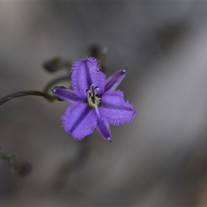 Thysanotus patersonii at Yarralumla, ACT - 8 Oct 2024 11:24 AM