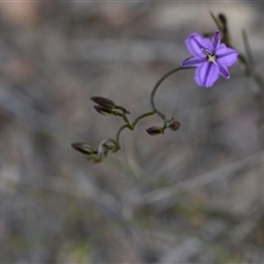 Thysanotus patersonii at Yarralumla, ACT - 8 Oct 2024