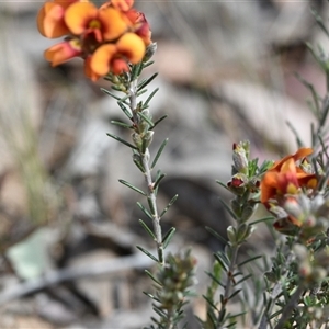 Dillwynia sericea at Yarralumla, ACT - 8 Oct 2024