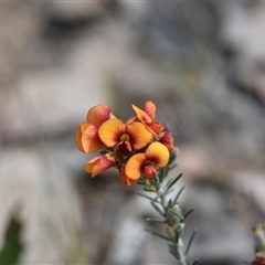 Dillwynia sericea at Yarralumla, ACT - 8 Oct 2024 11:21 AM