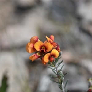 Dillwynia sericea at Yarralumla, ACT - 8 Oct 2024 11:21 AM