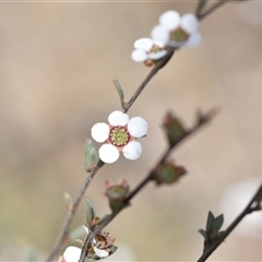 Gaudium multicaule (Teatree) at Yarralumla, ACT - 8 Oct 2024 by Venture