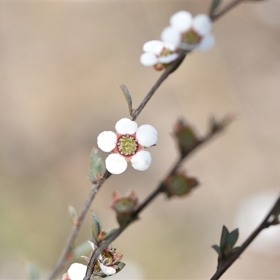 Gaudium multicaule (Teatree) at Yarralumla, ACT - 8 Oct 2024 by Venture