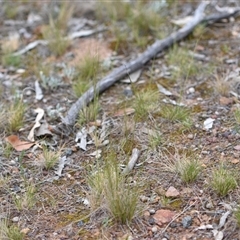 Austrostipa scabra (Corkscrew Grass, Slender Speargrass) at Campbell, ACT - 5 Oct 2024 by Venture